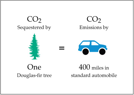 CO2的花旗松树等于二氧化碳排放量在一个标准的汽车驾驶400英里